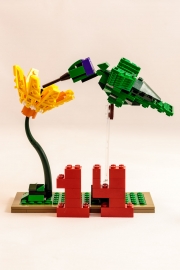 quattordici piume fan volare il colibrì