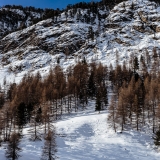 val roseg