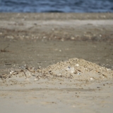 mare (4)