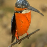 orticolario (10)