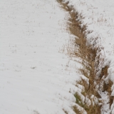 neve